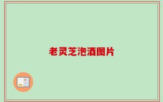 老灵芝泡酒图片