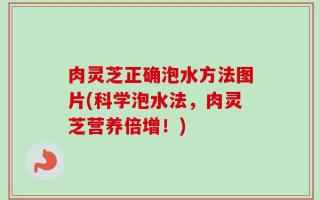 肉灵芝正确泡水方法图片(科学泡水法，肉灵芝营养倍增！)