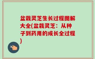 盆栽灵芝生长过程图解大全(盆栽灵芝：从种子到药用的成长全过程)
