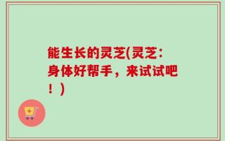 能生长的灵芝(灵芝：身体好帮手，来试试吧！)