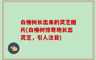 白椿树长出来的灵芝图片(白椿树惊奇地长出灵芝，引人注目)