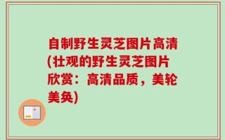 自制野生灵芝图片高清(壮观的野生灵芝图片欣赏：高清品质，美轮美奂)