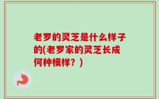 老罗的灵芝是什么样子的(老罗家的灵芝长成何种模样？)