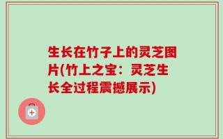 生长在竹子上的灵芝图片(竹上之宝：灵芝生长全过程震撼展示)