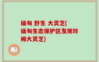 缅甸 野生 大灵芝(缅甸生态保护区发现珍稀大灵芝)