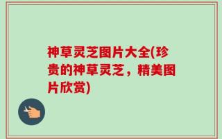 神草灵芝图片大全(珍贵的神草灵芝，精美图片欣赏)