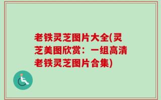 老铁灵芝图片大全(灵芝美图欣赏：一组高清老铁灵芝图片合集)