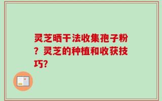 灵芝晒干法收集孢子粉？灵芝的种植和收获技巧？