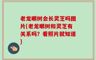 老龙眼树会长灵芝吗图片(老龙眼树和灵芝有关系吗？看照片就知道)