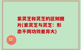 紫灵芝和灵芝的区别图片(紫灵芝与灵芝：形态不同功效差异大)