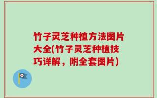 竹子灵芝种植方法图片大全(竹子灵芝种植技巧详解，附全套图片)