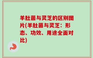 羊肚菌与灵芝的区别图片(羊肚菌与灵芝：形态、功效、用途全面对比)