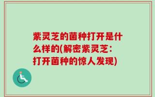 紫灵芝的菌种打开是什么样的(解密紫灵芝：打开菌种的惊人发现)
