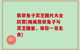 翡翠兔子灵芝图片大全欣赏(精美翡翠兔子与灵芝图鉴，带你一览无余)