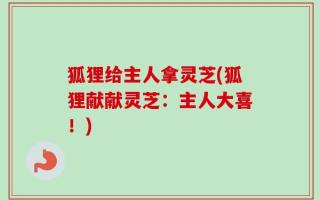 狐狸给主人拿灵芝(狐狸献献灵芝：主人大喜！)