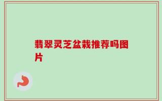 翡翠灵芝盆栽推荐吗图片