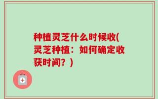 种植灵芝什么时候收(灵芝种植：如何确定收获时间？)