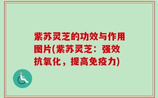 紫苏灵芝的功效与作用图片(紫苏灵芝：强效抗氧化，提高免疫力)