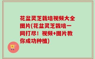 花盆灵芝栽培视频大全图片(花盆灵芝栽培一网打尽！视频+图片教你成功种植)