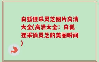 白狐狸采灵芝图片高清大全(高清大全：白狐狸采摘灵芝的美丽瞬间)