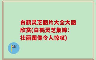 白鹤灵芝图片大全大图欣赏(白鹤灵芝集锦：壮丽图像令人惊叹)