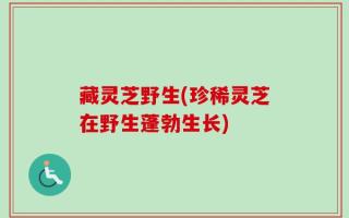 藏灵芝野生(珍稀灵芝在野生蓬勃生长)