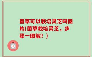 菌草可以栽培灵芝吗图片(菌草栽培灵芝，步骤一图解！)
