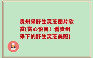 贵州采野生灵芝图片欣赏(赏心悦目！看贵州采下的野生灵芝美照)