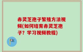 赤灵芝孢子繁殖方法视频(如何培育赤灵芝孢子？学习视频教程)