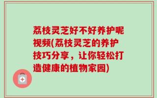 荔枝灵芝好不好养护呢视频(荔枝灵芝的养护技巧分享，让你轻松打造健康的植物家园)