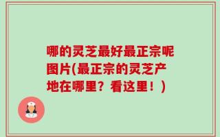 哪的灵芝最好最正宗呢图片(最正宗的灵芝产地在哪里？看这里！)