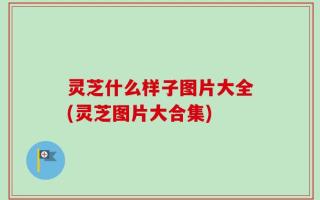 灵芝什么样子图片大全(灵芝图片大合集)