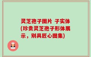 灵芝孢子图片 子实体(珍贵灵芝孢子形体展示，别具匠心图集)