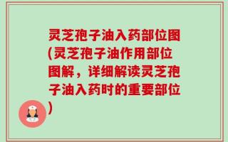 灵芝孢子油入药部位图(灵芝孢子油作用部位图解，详细解读灵芝孢子油入药时的重要部位)