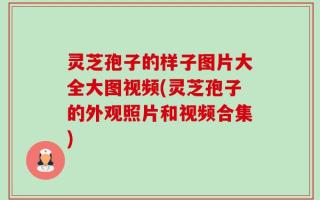 灵芝孢子的样子图片大全大图视频(灵芝孢子的外观照片和视频合集)