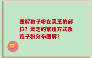 图解孢子粉在灵芝的部位？灵芝的繁殖方式及孢子粉分布图解？