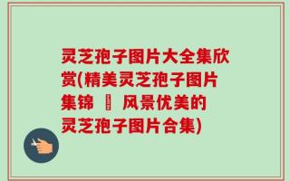 灵芝孢子图片大全集欣赏(精美灵芝孢子图片集锦 – 风景优美的灵芝孢子图片合集)