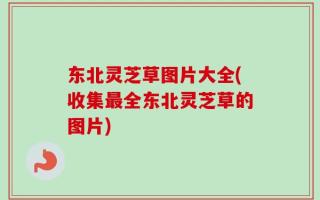 东北灵芝草图片大全(收集最全东北灵芝草的图片)