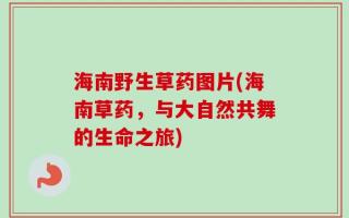 海南野生草药图片(海南草药，与大自然共舞的生命之旅)