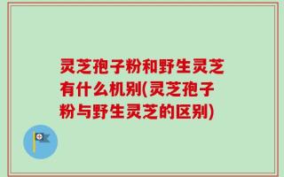 灵芝孢子粉和野生灵芝有什么机别(灵芝孢子粉与野生灵芝的区别)
