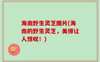 海南野生灵芝图片(海南的野生灵芝，美得让人惊叹！)