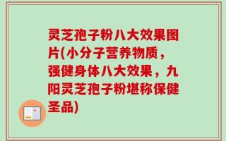灵芝孢子粉八大效果图片(小分子营养物质，强健身体八大效果，九阳灵芝孢子粉堪称保健圣品)