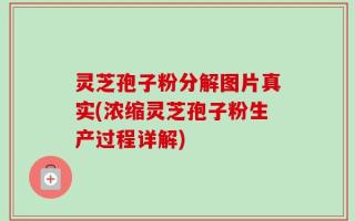 灵芝孢子粉分解图片真实(浓缩灵芝孢子粉生产过程详解)