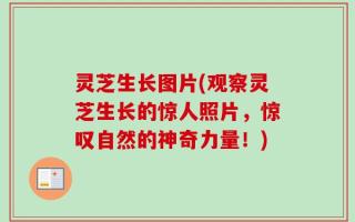 灵芝生长图片(观察灵芝生长的惊人照片，惊叹自然的神奇力量！)