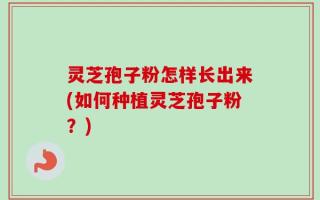 灵芝孢子粉怎样长出来(如何种植灵芝孢子粉？)