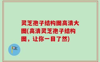 灵芝孢子结构图高清大图(高清灵芝孢子结构图，让你一目了然)
