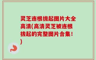 灵芝连根拔起图片大全高清(高清灵芝被连根拔起的完整图片合集！)