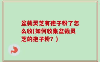 盆栽灵芝有孢子粉了怎么收(如何收集盆栽灵芝的孢子粉？)
