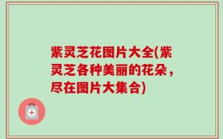 紫灵芝花图片大全(紫灵芝各种美丽的花朵，尽在图片大集合)