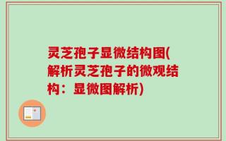 灵芝孢子显微结构图(解析灵芝孢子的微观结构：显微图解析)